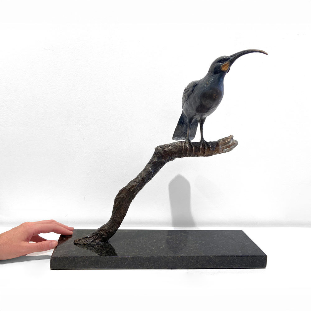 Huia