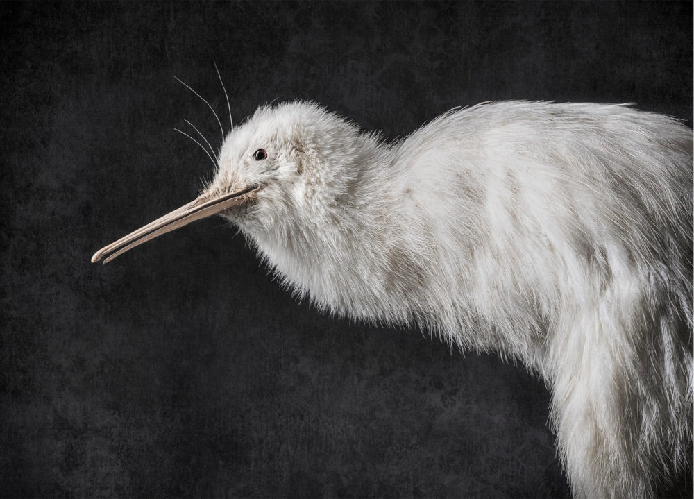 Kiwi No. 3