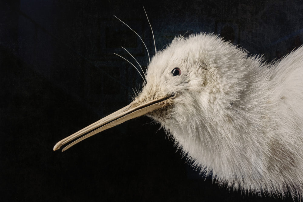 Kiwi No. 3