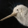 Kiwi No. 3