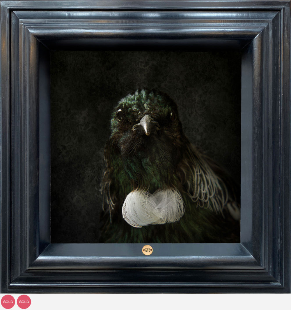 Tūī No.3