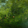 Wild Flowers (green)