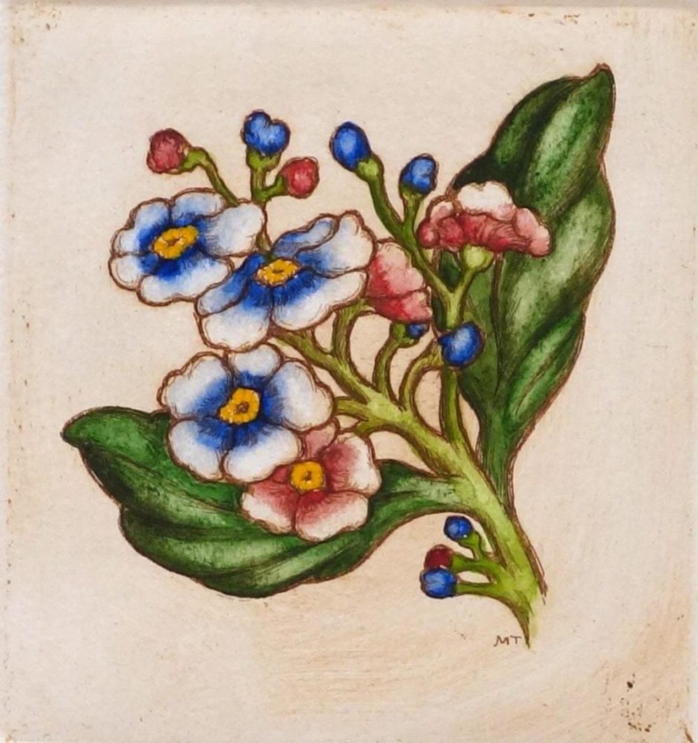 Chatham Island Forget Me Not