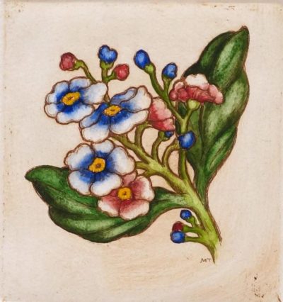 Chatham Island Forget Me Not