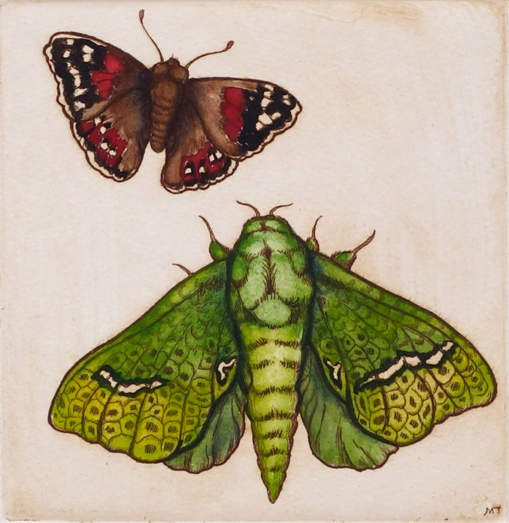 Puriri Moth & Red Admiral