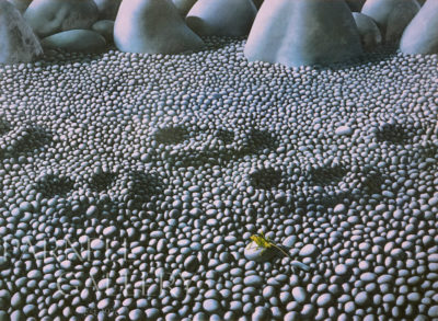 Grasshopper on Stones