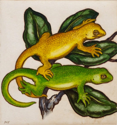 Geckos