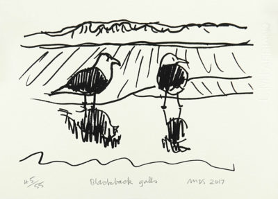 Blackback Gulls