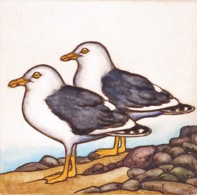 Black Backed Gulls