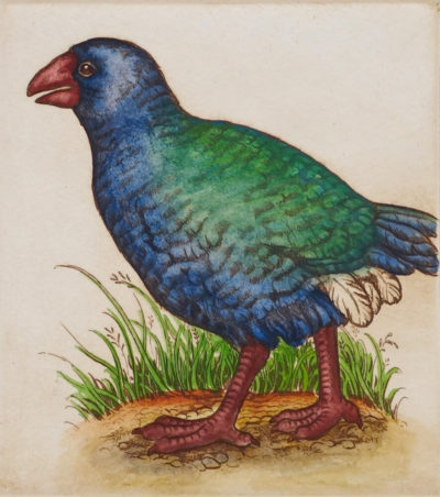 Takahe
