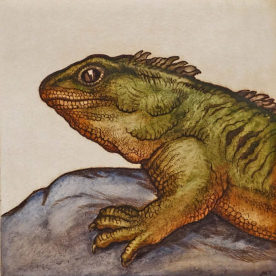 Tuatara