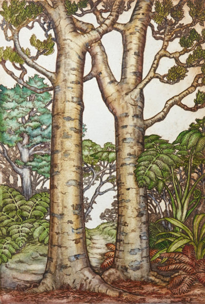 Kauri Trees