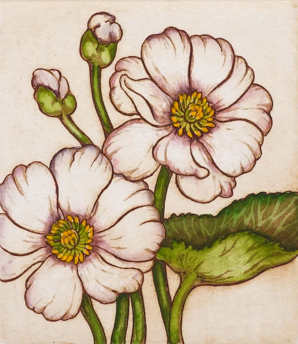 Great Mountain Buttercup