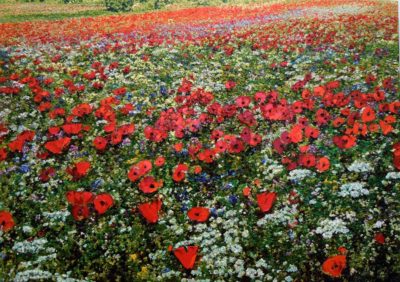 The Honeymooners’ Bed - Poppy Field II