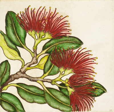 Pohutukawa Blossom III
