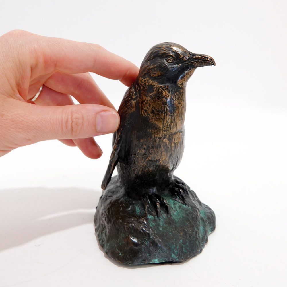 Little Blue Penguin / Kororā