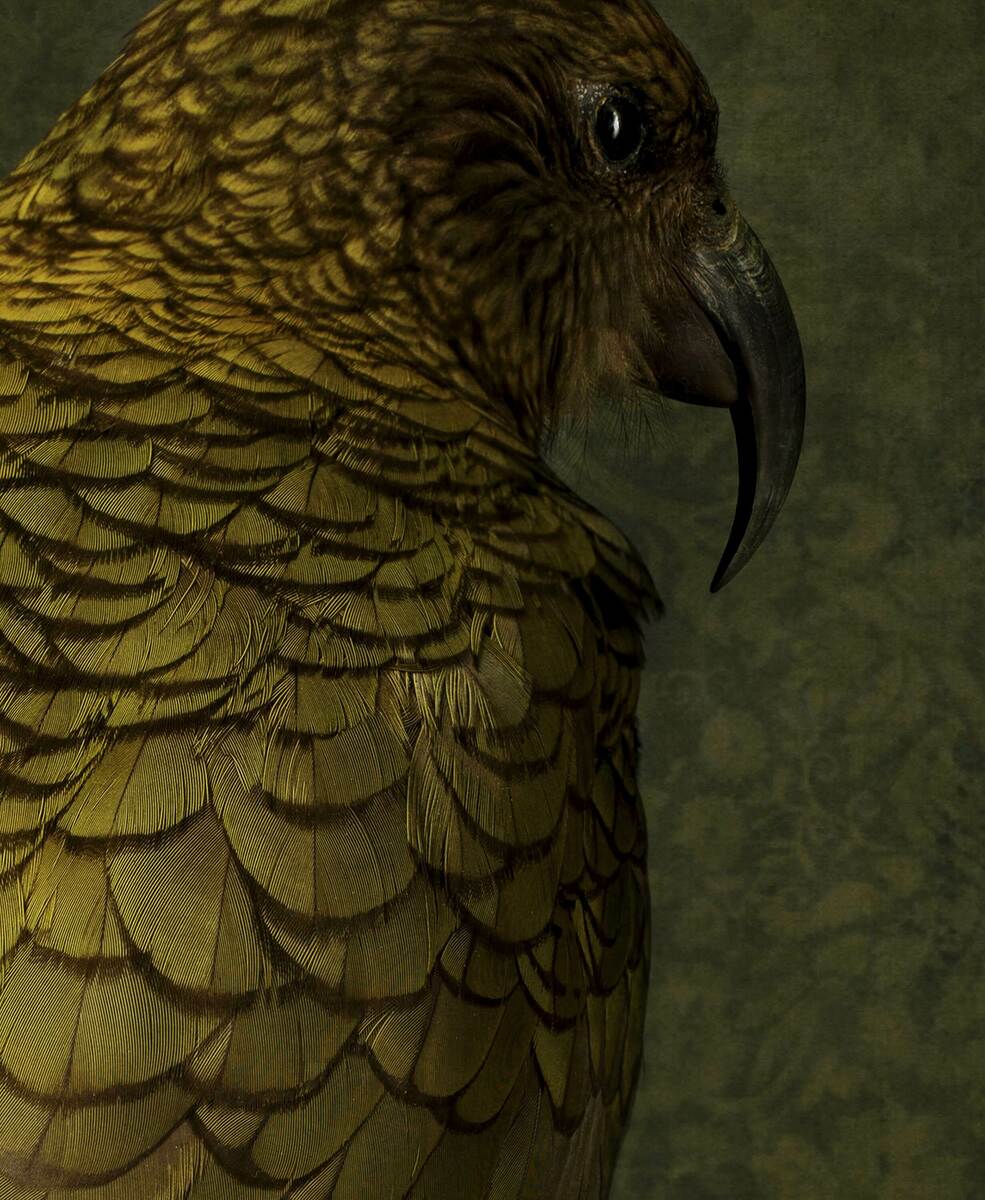 Kea No.2