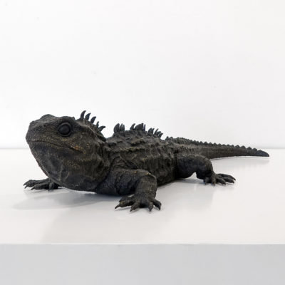 Tuatara