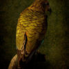 Kea No.2