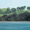 First Day of Summer on Rangitoto