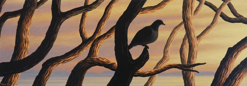 Kereru - Little Barrier