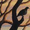 Kereru - Little Barrier