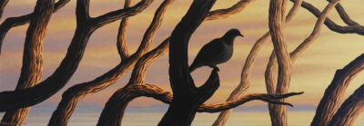 Kereru - Little Barrier