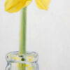 Spring in a Bottle