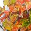Northern Club Ficus