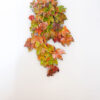 Northern Club Ficus
