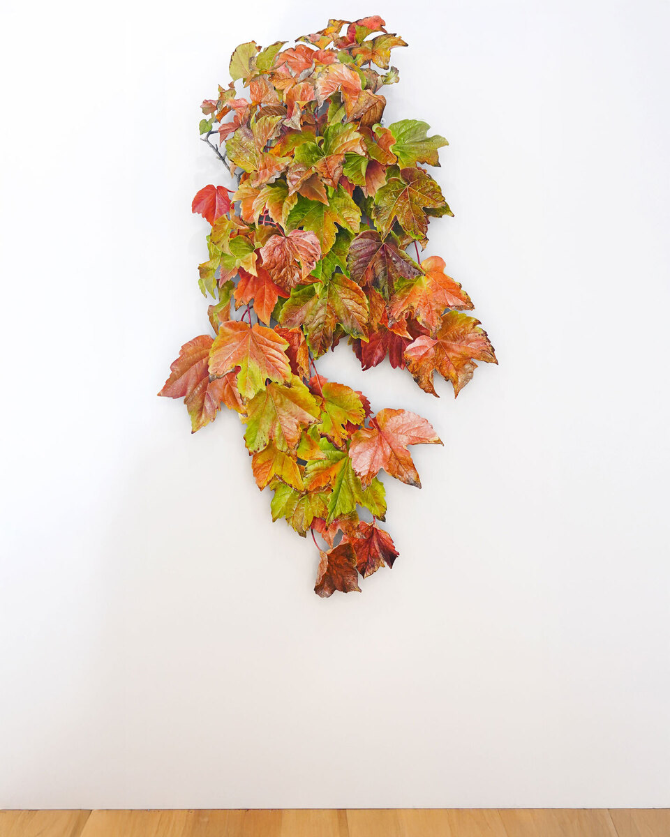 Northern Club Ficus