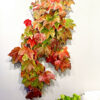 Northern Club Ficus