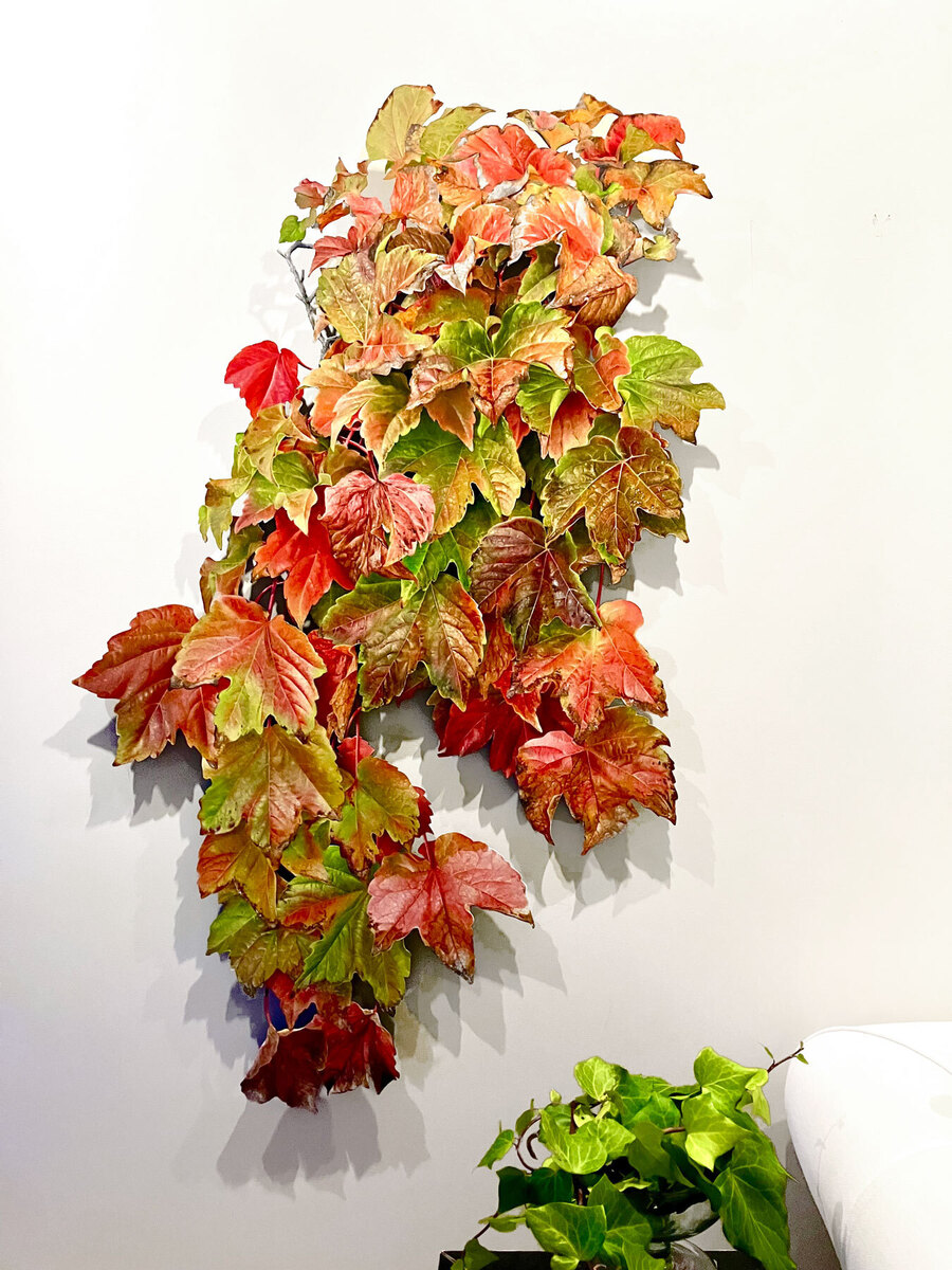 Northern Club Ficus