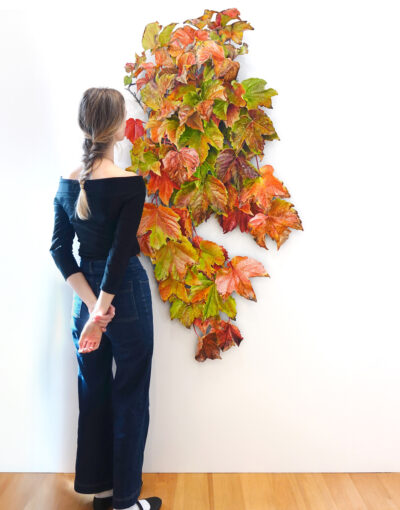 Northern Club Ficus