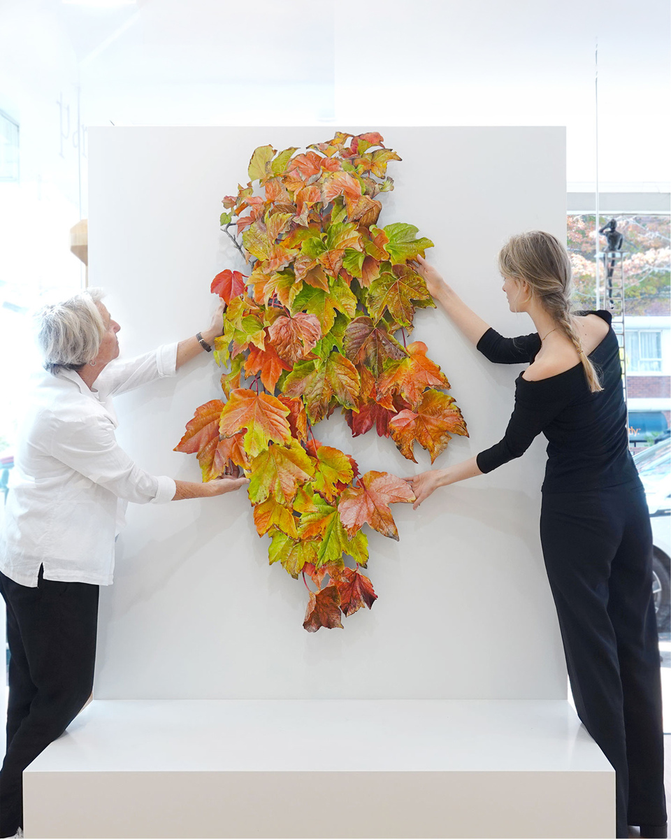 Northern Club Ficus