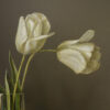 Two Tulips