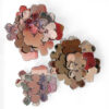 Set 2 - Babyface Bunches Soft Rosewater + Sugar Bloom + Velvet Berry