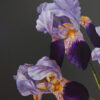 Irises, Plum & Bowl